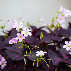 Oxalis triangularis (false shamrock). Blooming Oxalis triangularis, plant in the family Oxalidaceae