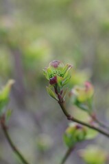 Dogwood (Cornus florida), deciduous tree of the genus Cornus and subgenus Cornus of the family Cornaceae: buds