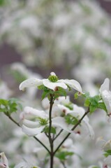 Dogwood (Cornus florida), deciduous tree of the genus Cornus and subgenus Cornus of the family Cornaceae: buds