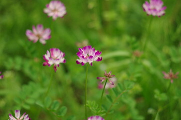 Obraz premium Renge (Astragalus sinicus), an annual herb classified in the family Fabaceae, genus Renge