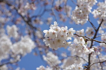 Cherry blossoms (Someiyoshino) : in full bloom