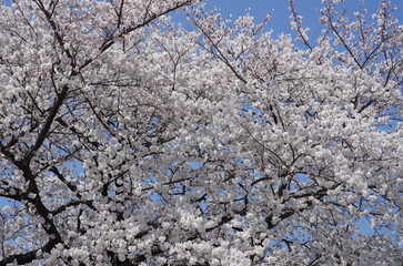 Cherry blossoms (Someiyoshino) : in full bloom