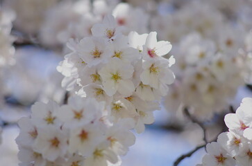 Cherry blossoms (Someiyoshino) : in full bloom