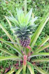 fresh pineapple fruits in the Myanmar garden.