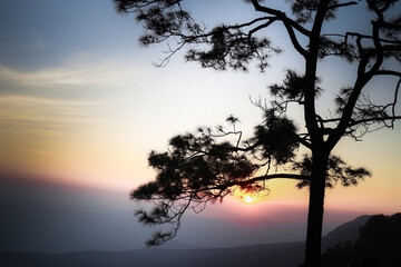big tree. mountain. blue sky. sun. fog. view. morning. sunrise