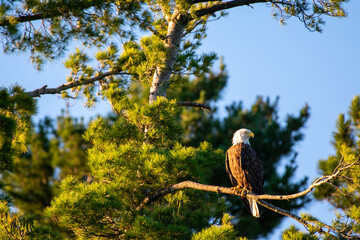 bald eagle, eagle, eagles, bald eagles, wildlife, bird, beak, feathers, wild, white, feather, birds, bird, animal, animals, nature, tree, trees, standing, relaxing, watching, vigilant, vigilance