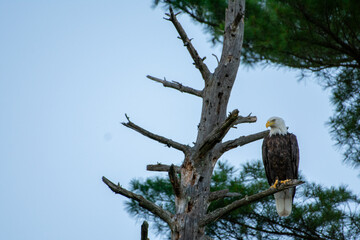 Bald Eagle Perched on a Tree Looking out over Lake Kawagasaga in Minocqua, WI