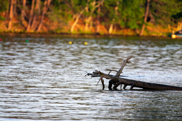 Fallen Tree in Lake Kawagasage in Minocqua, Wisconsin