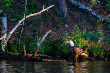 Bald Eagle Perched on a Tree Looking out over Lake Kawagasaga in Minocqua, WI