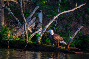 Bald Eagle Perched on a Tree Looking out over Lake Kawagasaga in Minocqua, WI