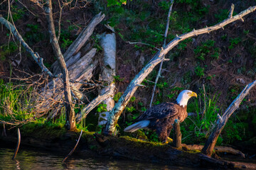 Bald Eagle Perched on a Tree Looking out over Lake Kawagasaga in Minocqua, WI