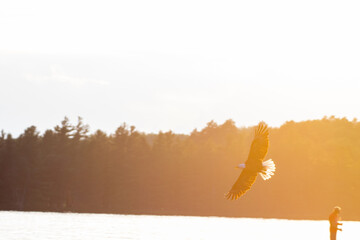 Bald Eagle Flight At Sunset