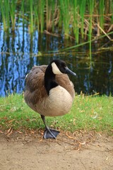 Canada Goose（カナダ雁）