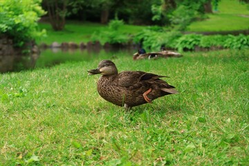 水辺にくつろぐカモ