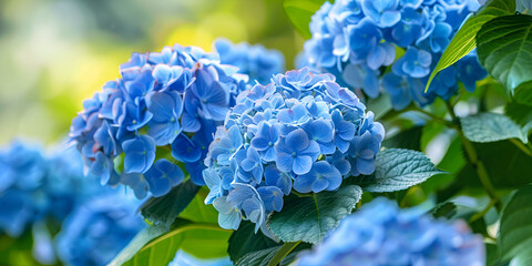Stunning Blue Hydrangea Flowers in Full Bloom | Beautiful Garden Hydrangeas with Vibrant Blue Blossoms