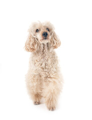 poodle in studio