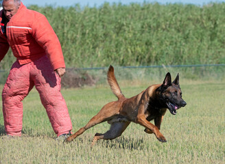 training of belgian shepherd