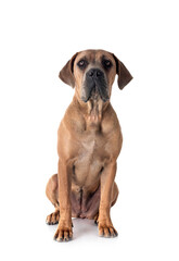 Obraz premium puppy cane corso