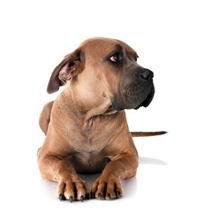 Obraz premium puppy cane corso