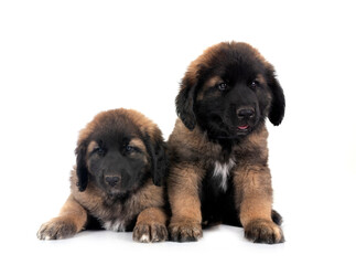 puppies Leonberger in studio