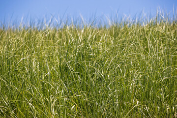 green beach grass in the wind during a summer day