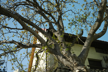 tree with trimmed branches