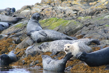 group of seals on rocks in scotland