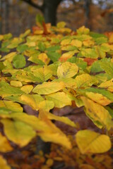 autumn leaves on the ground