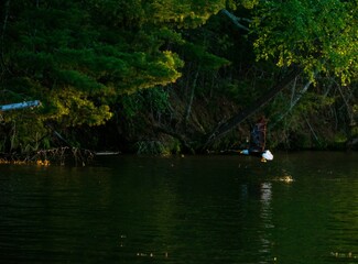 Bald Eagle Catching a Fish and Carrying it Away to its Nest