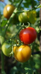 tomatoes in the garden