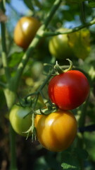 tomatoes in the garden
