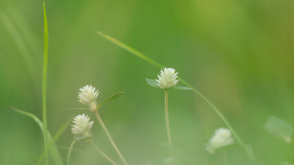 Alligator Weed (Alternanthera philoxeroides), showcasing its vibrant green leaves and delicate blooms. The soft focus creates a serene backdrop, ideal for various design uses