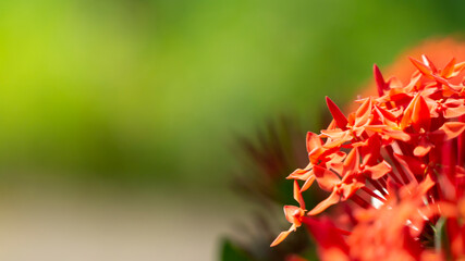 tThechi flower, also known as Pala indigo, is a striking tropical blossom native to Kerala, India. With its delicate white petals and vibrant yellow center, it exudes a sweet and fragrant aroma