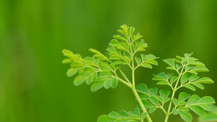 Moringa leaves, derived from the moringa oleifera tree, are vibrant green in color and renowned for their exceptional nutritional value