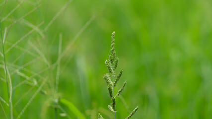 Echinochloa colona (L.) Link, commonly known as Jungle Rice or Awnless Barnyard Grass. This annual grass species is characterized by its slender green stems and clusters of tiny, grain-like seeds.