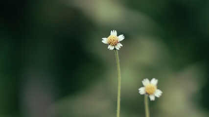 Tridax procumbens, commonly known as coat buttons, is a resilient wildflower with charming yellow and white blossoms
