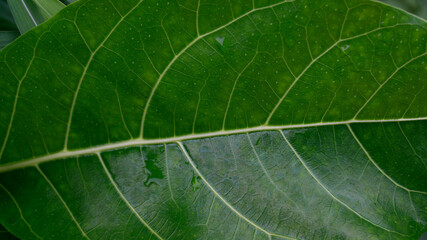 Detailed close-up of vibrant green leaf showcasing intricate textures and patterns in nature