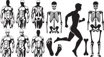 Man bone silhouette in one set of vector illustration style with white background
