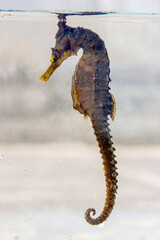 Small captive Seshorse in  aquarium