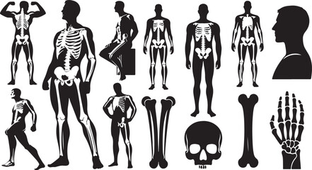 Man bone silhouette in one set of vector illustration style with white background