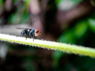 Cochliomyia hominivorax, the New World screw-worm fly, or screw-worm for short, is a species of parasitic fly that is well known for the way in which its larvae (maggots) eat the living tissue.