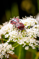 Two striped bug mating, red and black stripes