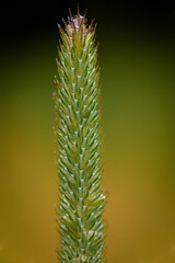 The beauty of grass seed, detail view of gras tip