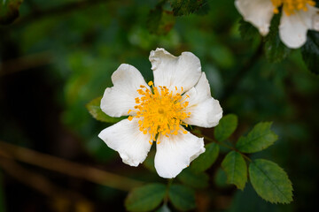 Horizontal photo of a wild rose in forest