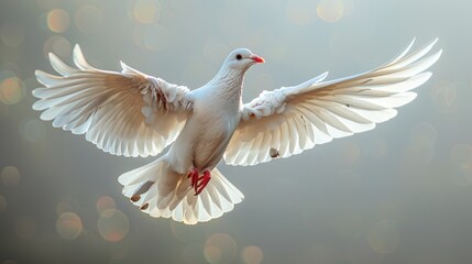 Fototapeta premium White Dove in Flight