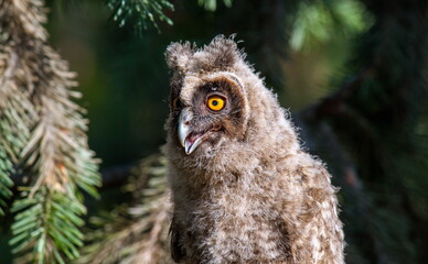 great owl