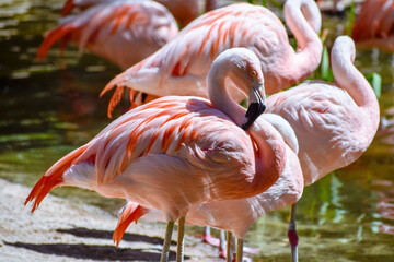 flamingos