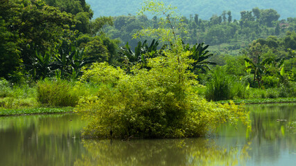 A serene photograph capturing a lush bamboo plant standing tall in the midst of tranquil waters. The vibrant green of the bamboo contrasts beautifully with the clear, reflective surface of the water