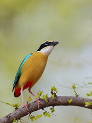 The Indian Pitta is a passerine bird native to the Indian subcontinent. It inhabits scrub jungle, deciduous and dense evergreen forest,  very colourful and it is usually shy
