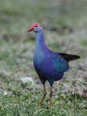 Grey-headed Swamphen is a species of Swamphen occurring from the Middle East and the Indian subcontinent to southern China and northern Thailand. Very common in Indian water bodies.